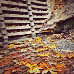 Autumn leaves on ground