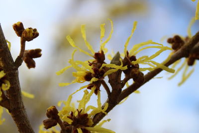 Close-up of plant against sky