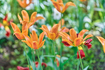 Close-up of orange flowering plant