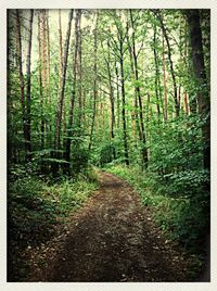 Dirt road passing through forest