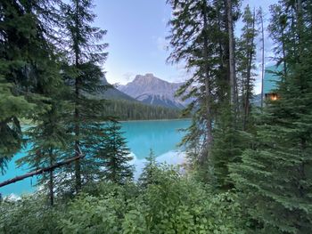 Scenic view of lake by trees in forest