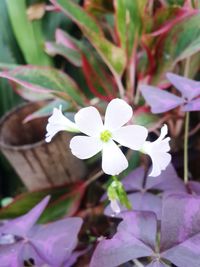 Close-up of white flowering plant