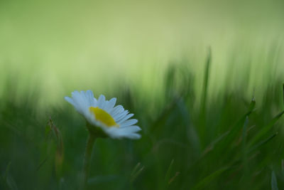 Close-up of white flower on field