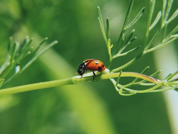 Close-up of ladybug on leaf