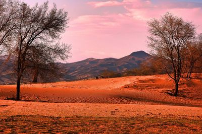 Trees growing in desert on sunny day