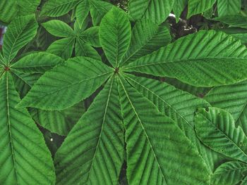 Full frame shot of leaves