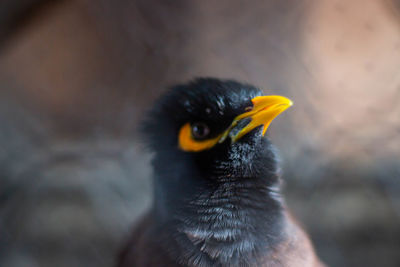 Close-up of a bird looking away