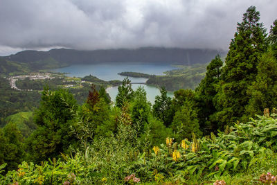 Scenic view of forest against sky