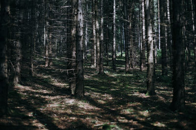 Trees in forest