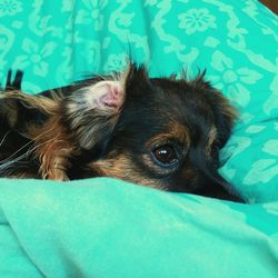 Close-up portrait of dog lying down on bed