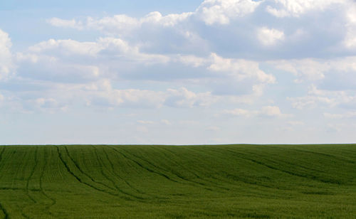 Scenic view of agricultural field against sky