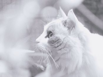 Close-up portrait of cat