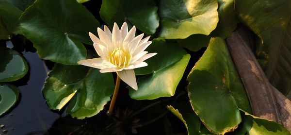 Lotus in the evening with the soft light.