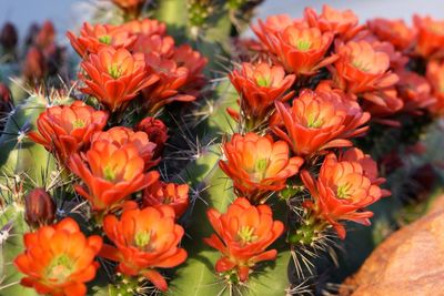 Close-up of red flowers