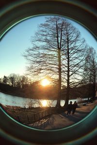 Close-up of bare trees during sunset