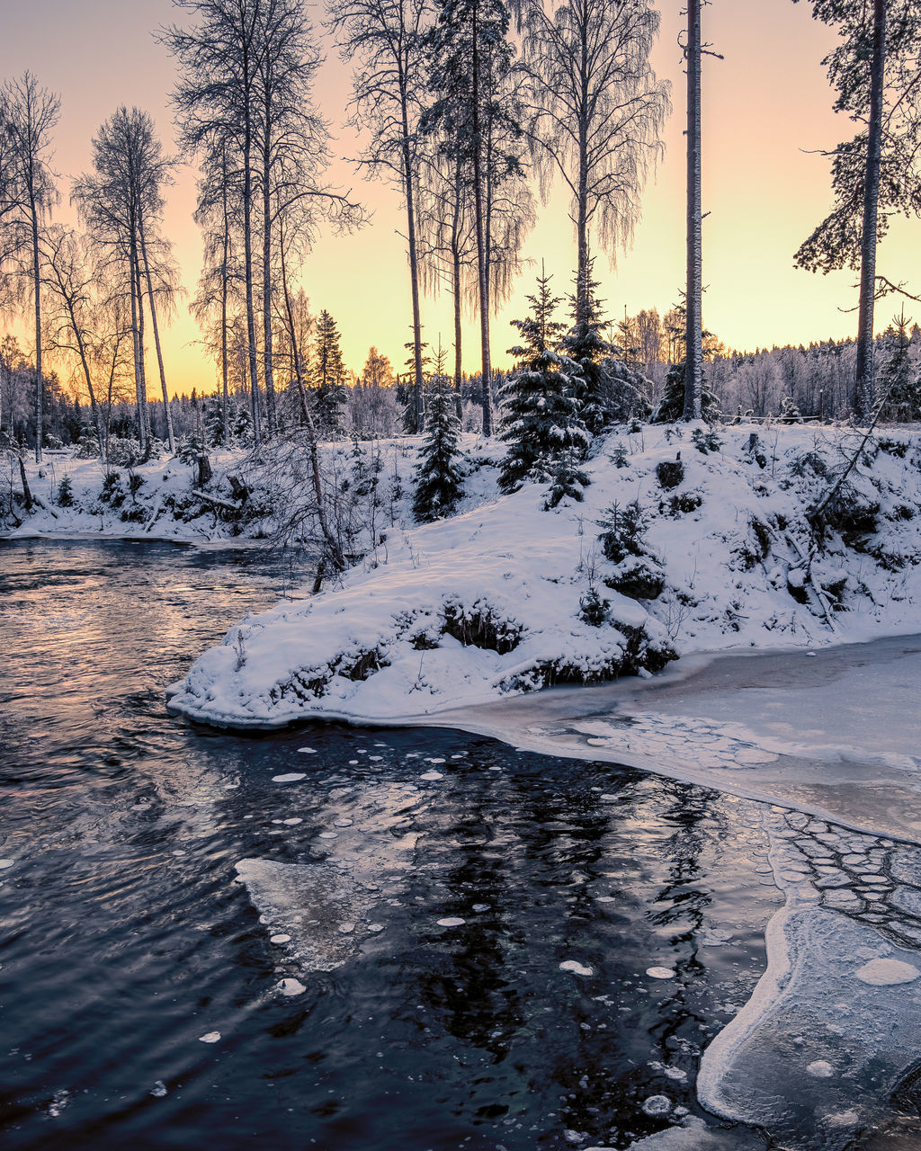 SCENIC VIEW OF FROZEN TREES DURING WINTER