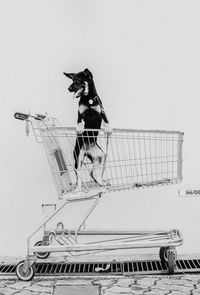 shopping cart