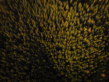 Aerial view of a beautiful forest