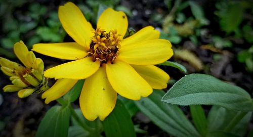 Close-up of yellow flowering plant