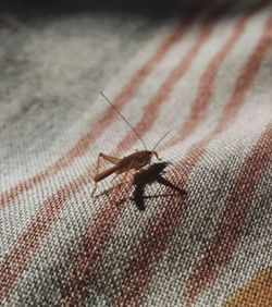 Close-up of insect on fabric