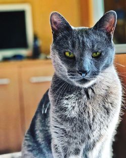 Close-up portrait of a cat