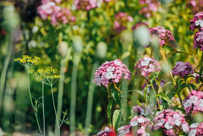 Close-up of flowering plants in park