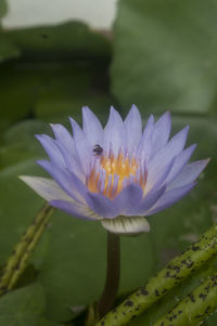 Close-up of pink flower