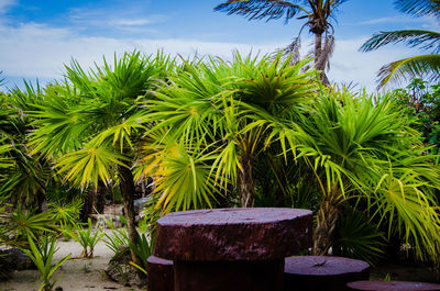 Palm trees by plants against sky