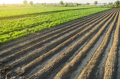 Landscape of a farm plantation field. juicy greens of potato and carrot tops. european organic 
