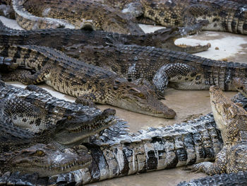 Close up crocodile head is closing mount along the group