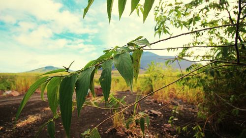 Plants growing on field against sky