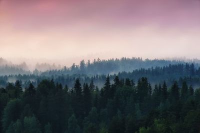 Trees in forest against sky