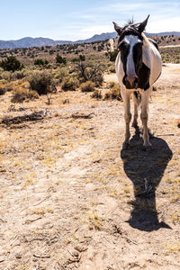 Full length view of spotted appaloosa wild horse in nevada desert