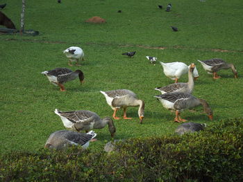 Flock of birds on field