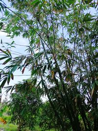 Low angle view of tree against sky