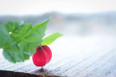 Close-up of red berries on table