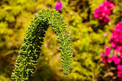 Close-up of flowering plant