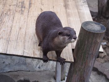 High angle view of otter on table