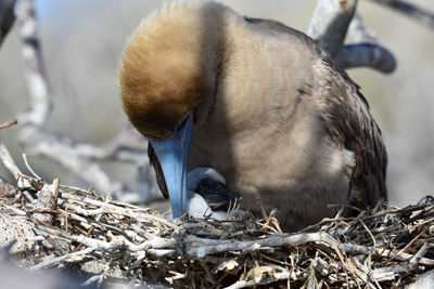 Close-up of birds in nest