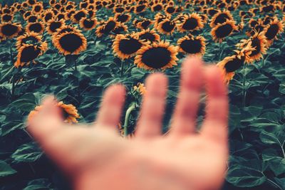 Photographs are the last thing left of the day when memories fade. sunflower fields