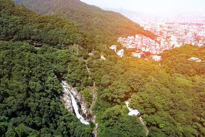 High angle view of an animal on land