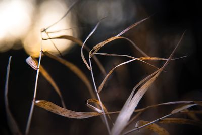 Close-up of dry plant