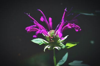 Close-up of pink flower against black background