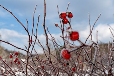 Close-up of red berries growing on tree during winter