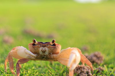 Close-up of crab on grass