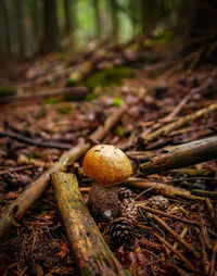 Close-up of mushroom growing on field