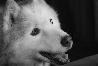 Close-up of dog looking away