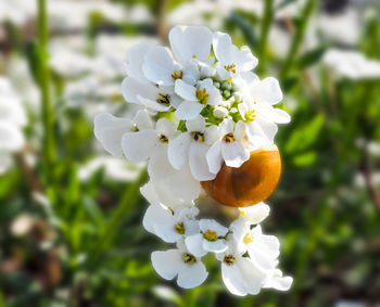 Close-up of white flowering plant