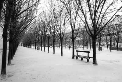 Trees in park during winter