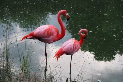 Flamingos in lake